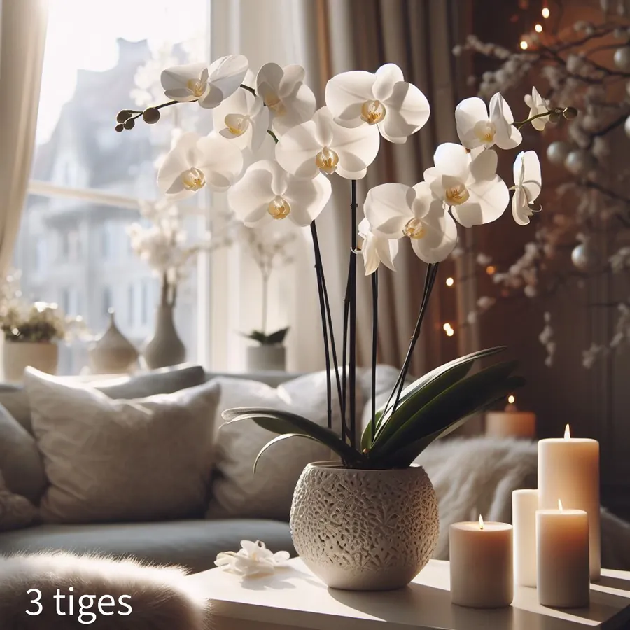 Orchidée — vue 3