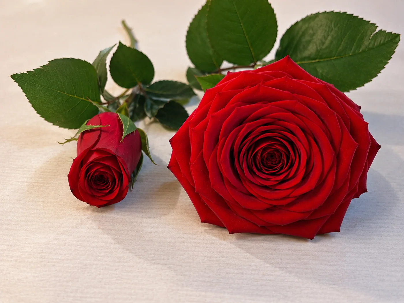 Deux roses rouges de face : une corolle large ouverte à côté d’un bouton de calibre courant